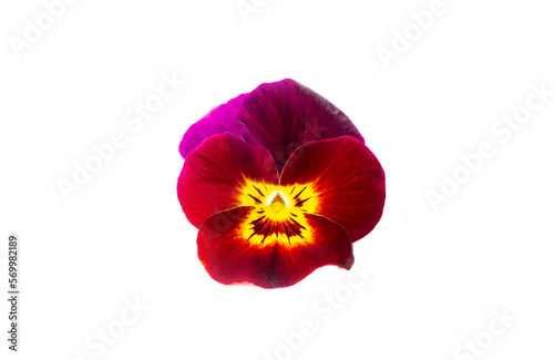 Macro closeup of pretty purple pink yellow viola pansy flower isolated on white.