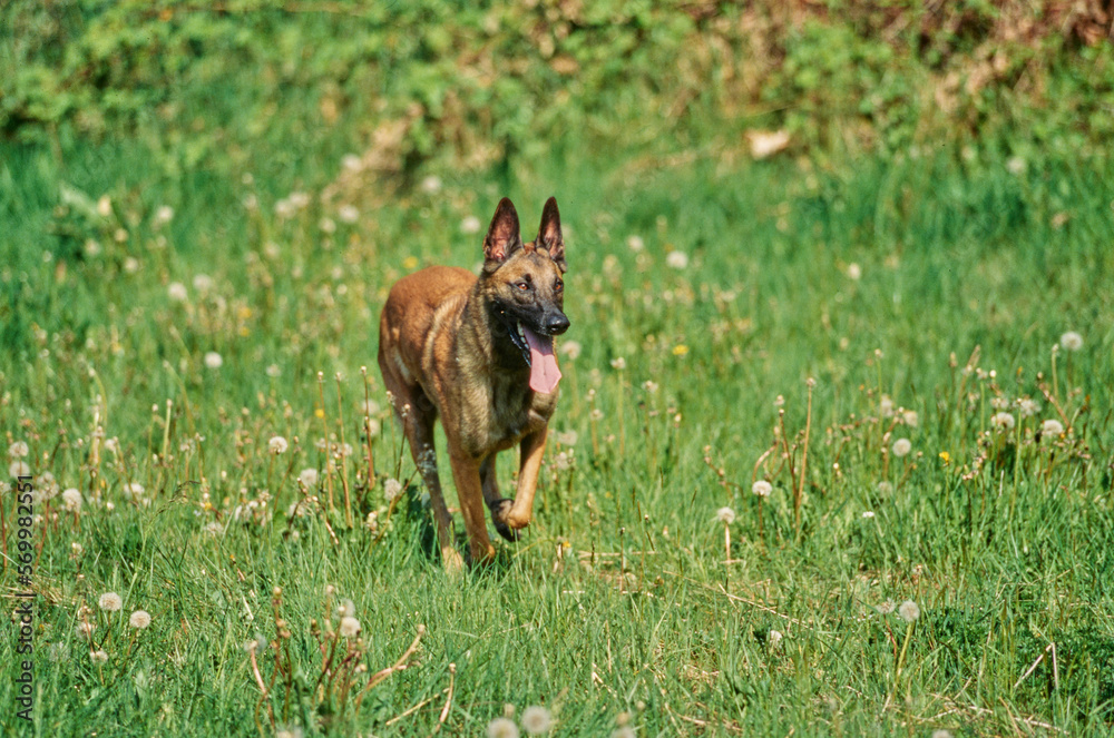 Belgian Shepherd outside running through field scattered with dandelions with tongue out