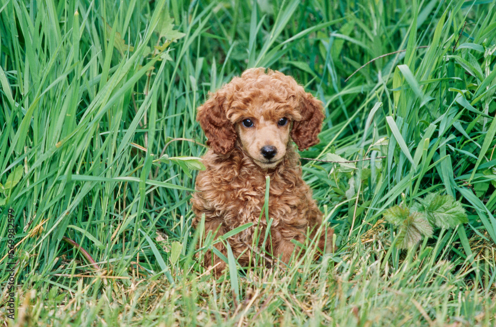 Mini Poodle puppy in tall grass Mini Poodle puppy in tall grass