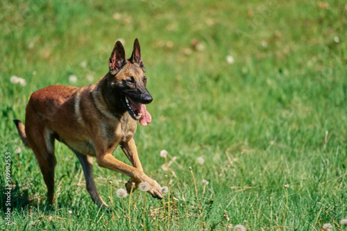 Belgian Shepherd outside running through field scattered with dandelions with soft focus background