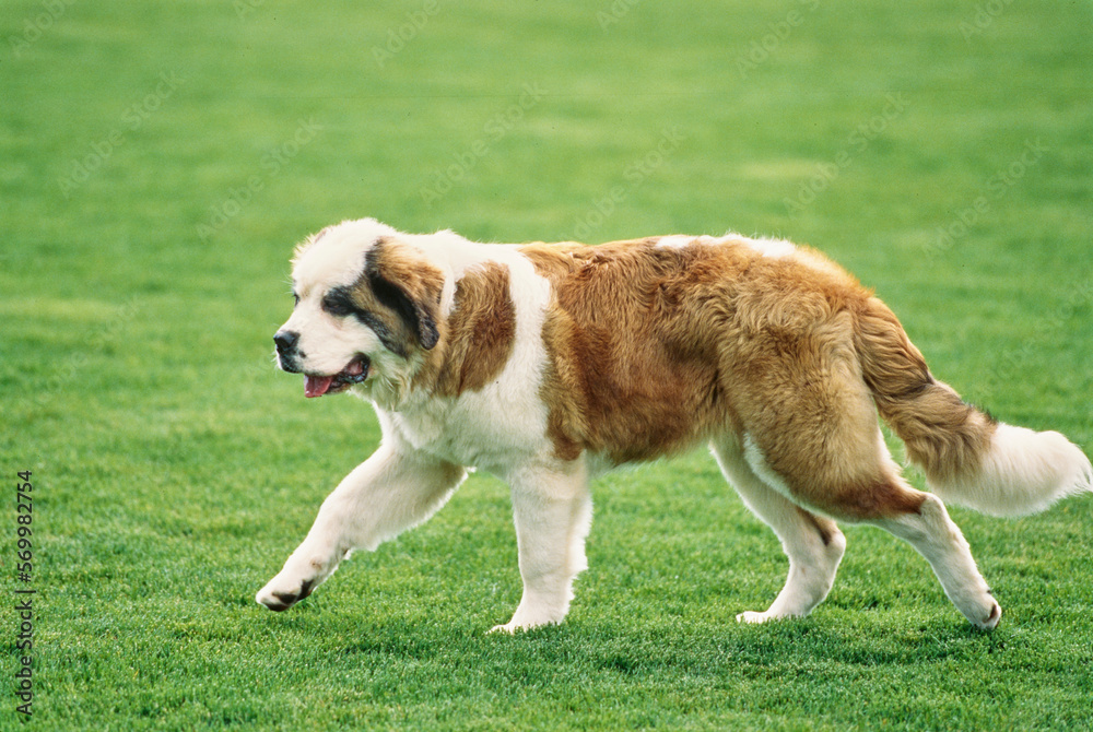 St. Bernard walking in a grass field St. Bernard walking in a grass field