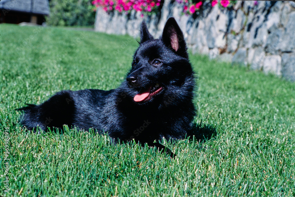 Schipperke laying in a lawn Schipperke laying in a lawn