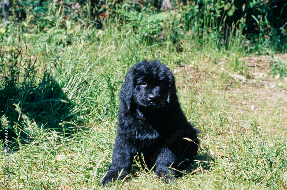 Fototapeta premium Fluffy Newfoundland puppy sitting in field with long grass outside