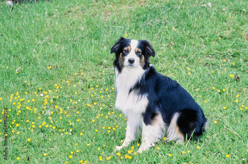 Australian Shepherd sitting in field with yellow flowers and grass