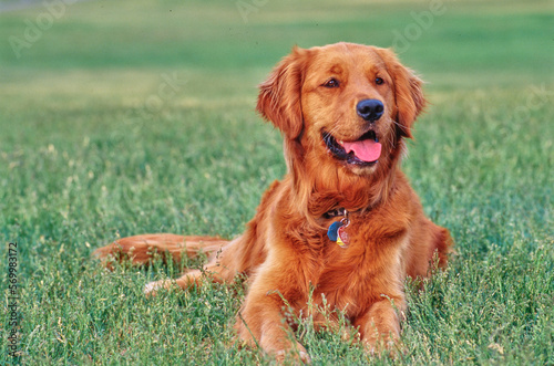 Golden retriever laying down outside in grass in field looking happy