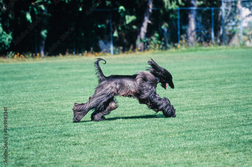 Black Afghan sprinting through field with tongue out Black Afghan sprinting through field with tongue out