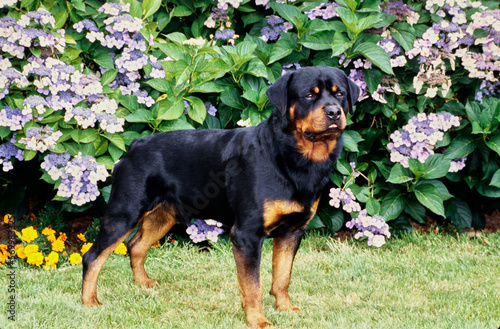 Fototapeta Naklejka Na Ścianę i Meble -  Rottweiler in front of a flower bush