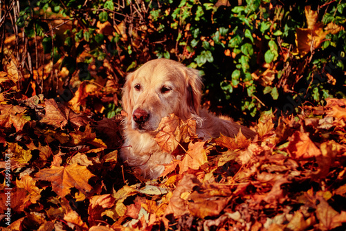 Golden retriever sitting in pile of autumn leaves outside