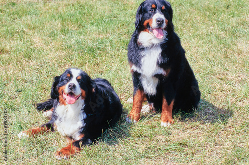 Two Bernese Mountain Dogs in field together