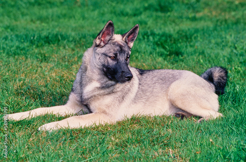 Norwegian Elkhound laying in grass in yard outside photo