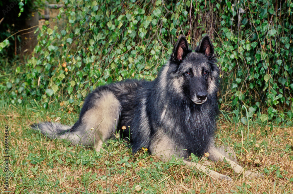 Belgian Shepherd laying down outside in clover and grass in front of bushes Belgian Shepherd laying down outside in clover and grass in front of bushes