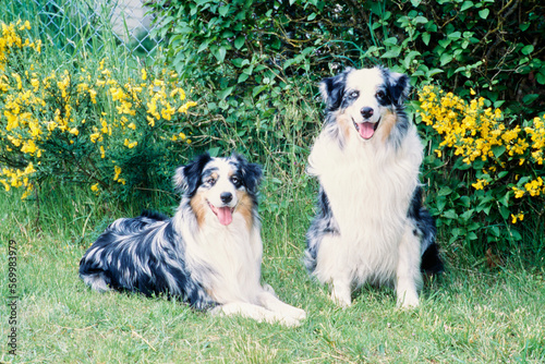 Two Australian Shepherds sitting together in yard by bushes and yellow flowers