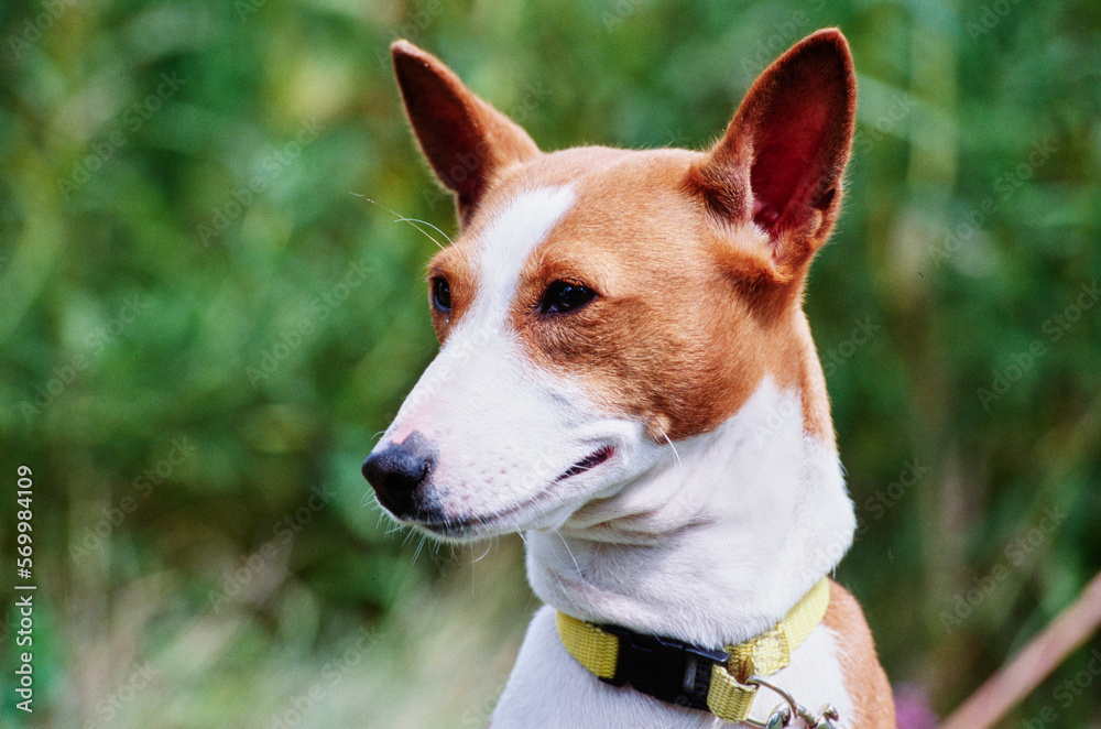 Closeup of Basenji face outside in front of bushes in background Closeup of Basenji face outside in front of bushes in background