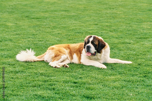 St. Bernard laying in the grass