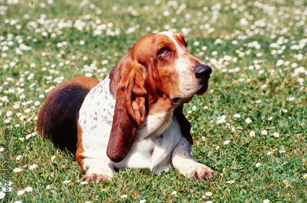 Basset Hound laying outside on sunny day in grass with white flowers Basset Hound laying outside on sunny day in grass with white flowers