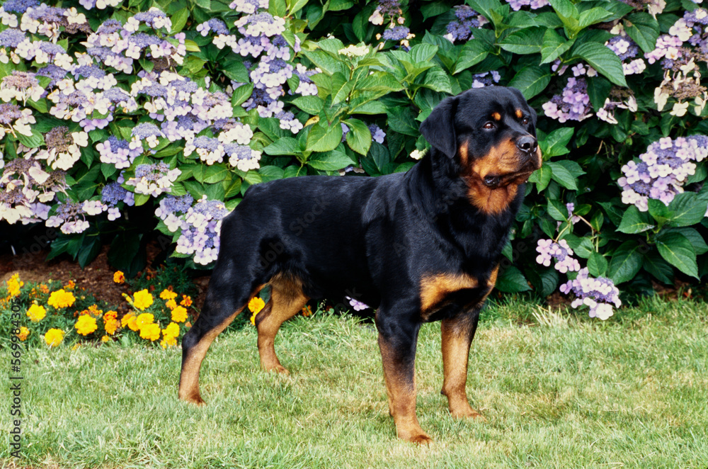 Rottweiler in front of flower bushes in grass Rottweiler in front of flower bushes in grass