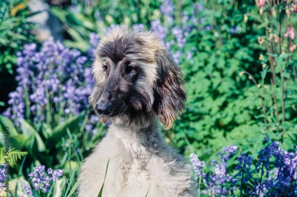Afghan sitting in bush with purple flowers Afghan sitting in bush with purple flowers
