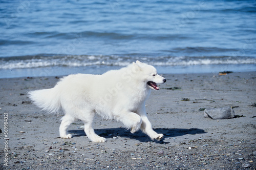 Samoyed running on the beach by the ocean water