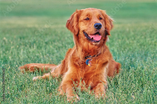 Smiling Golden Retriever laying down outside in grass