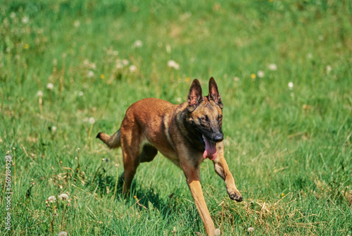 Belgian Shepherd outside bounding through field scattered with dandelions with tongue out