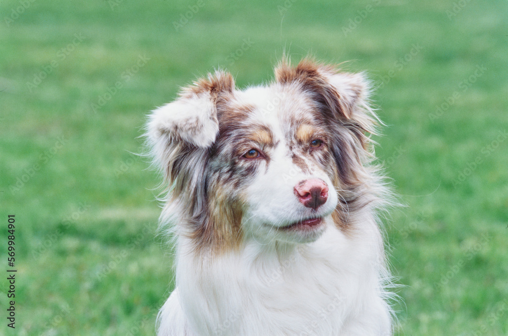 Closeup of Australian Shepherd face in field