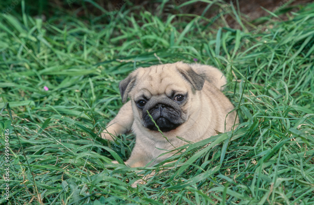 Pug puppy laying down in long grass outside