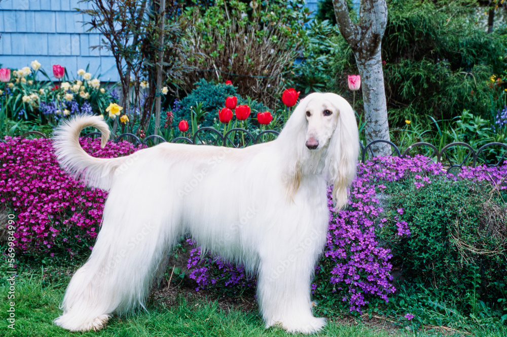White Afghan in front of a flower bush White Afghan in front of a flower bush