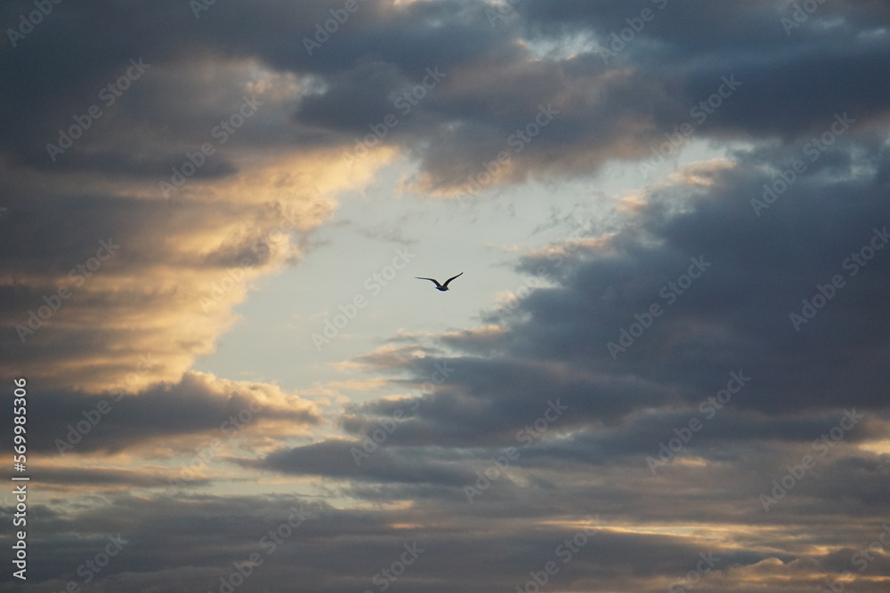 Gabbiano in volo con le ali spiegate e un cielo nuvoloso sullo sfondo