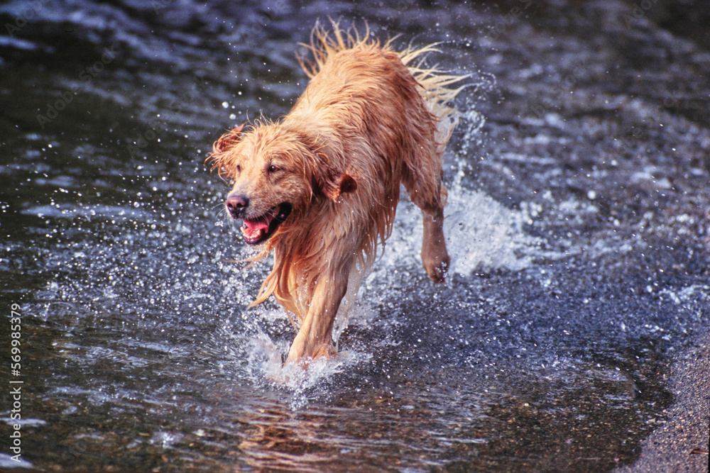 Golden retriever splashing through shallow stream water near shore outside Golden retriever splashing through shallow stream water near shore outside