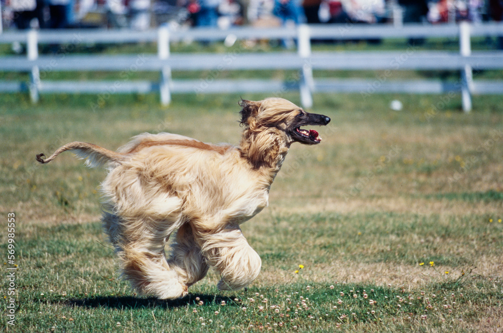 Afghan sprinting in grass field with tongue out Afghan sprinting in grass field with tongue out