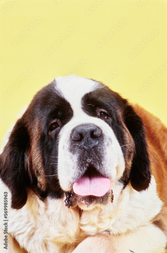 Portrait of St. Bernard on yellow background with mouth open