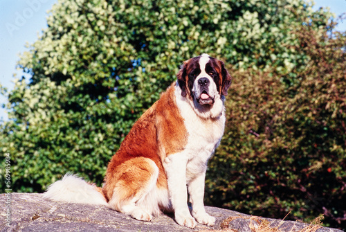 St. Bernard sitting on rock with trees behind