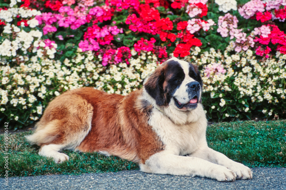 St. Bernard laying in front of flower bush St. Bernard laying in front of flower bush