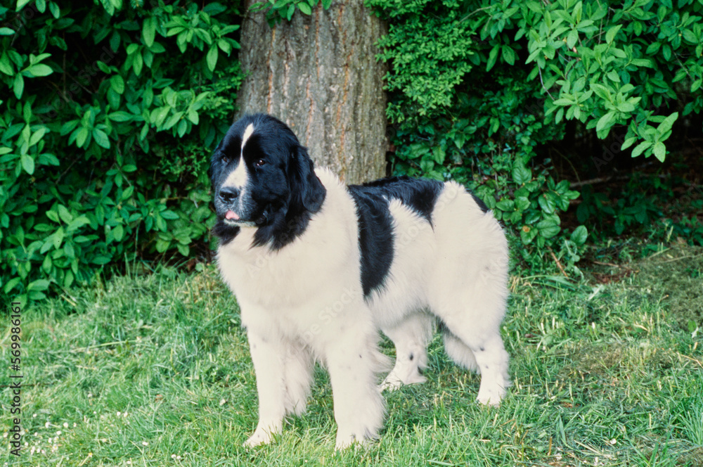 Newfoundland standing in grass in front of trees and bushes