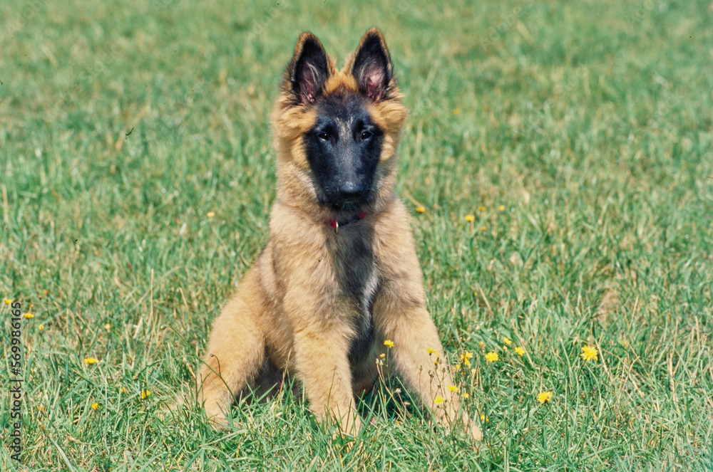 Belgian Shepherd laying down outside in grass with small flowers on sunny day Belgian Shepherd laying down outside in grass with small flowers on sunny day