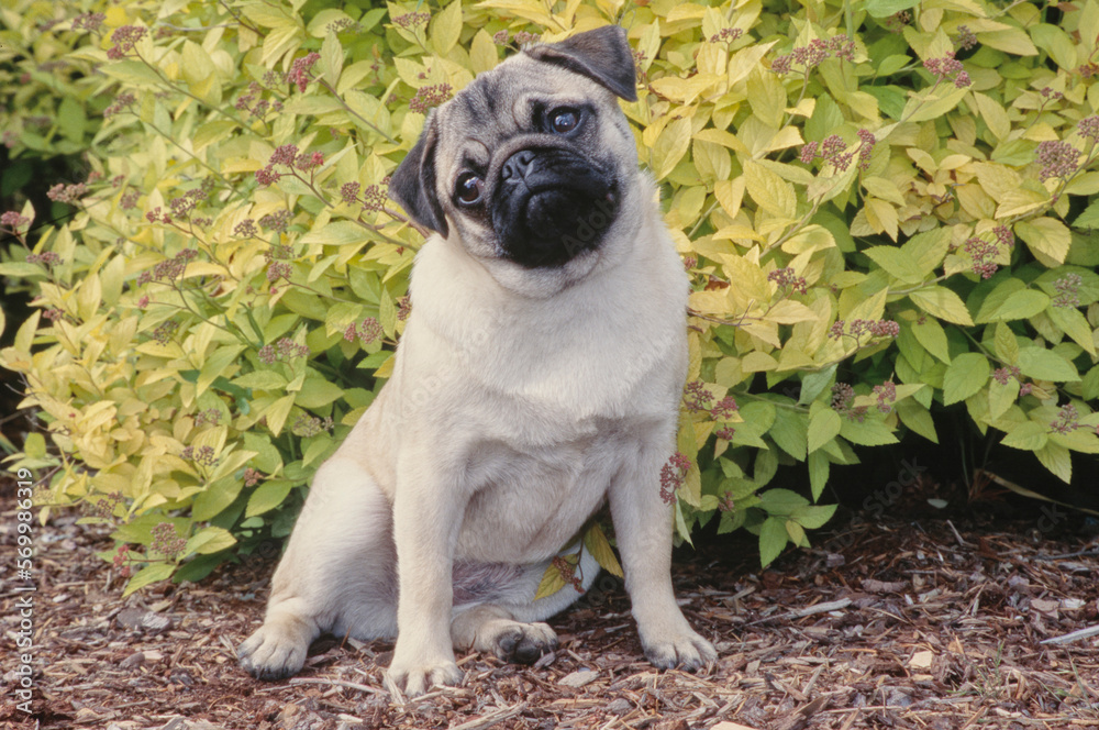 Pug sitting in mulch in front of bushes outside head tilted to the left looking up