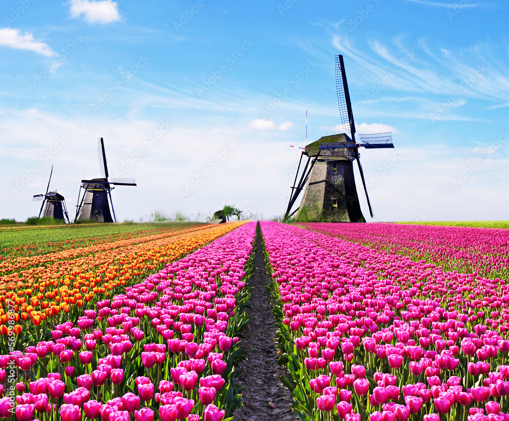 Beautiful magical spring landscape with a tulip field and windmills in the background of a cloudy sky in Holland. Charming places.