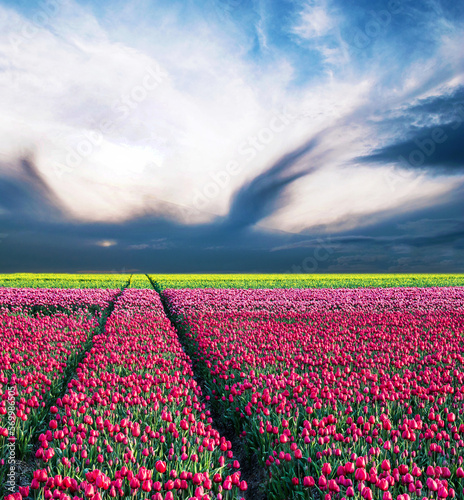 Obraz na płótnie fabulous stunning magical spring landscape with a tulip field on the background of a cloudy sky in the form of a bird and road to the horizon in Holland. Charming places. w salonie