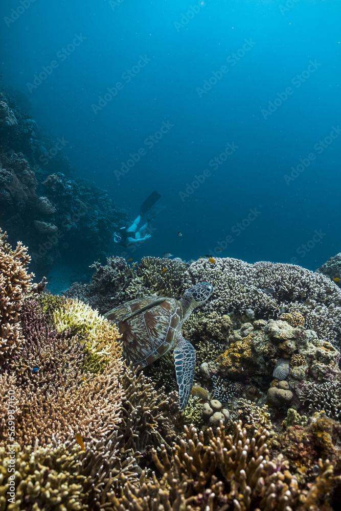 Obraz premium Young female dives with a green sea turtle without breathing apparatus