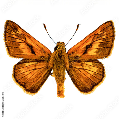 Photos Large skipper butterfly