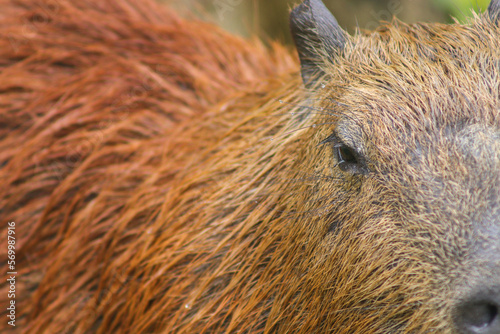 Wallpaper Mural Capivara Close (Capybara) Torontodigital.ca