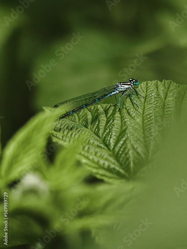 a dragonfly sits on a green leaf