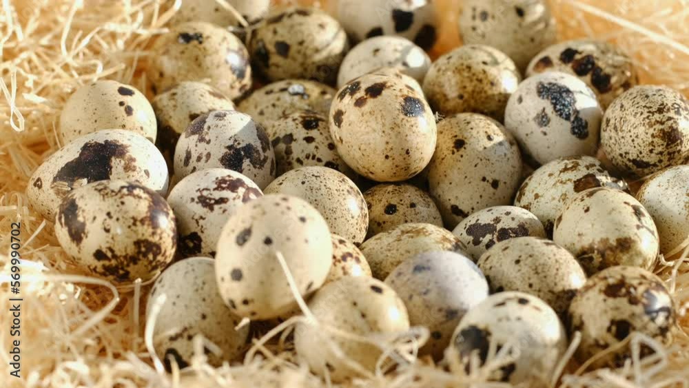 Quail egg, rotation shot, quail fresh raw eggs. Many fresh raw quail egg 4K Quail egg, rotation shot, quail fresh raw eggs. Many fresh raw quail egg 4K