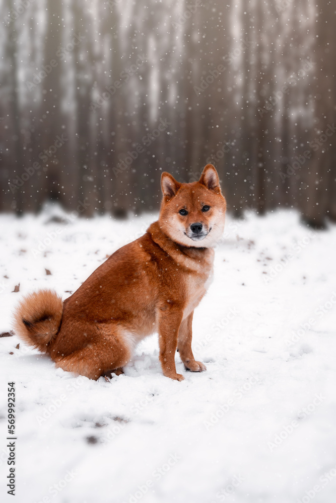 Red dog in the winter woods. Running in the snow. Shiba inu walking in the woods. Dog in the wild. Ginger dog looks like a fox.