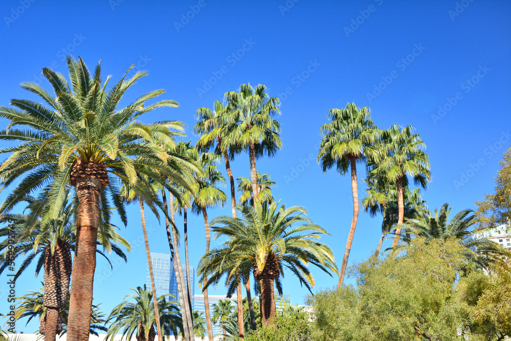 Palm trees over blue sky. Las Vegas resorts.