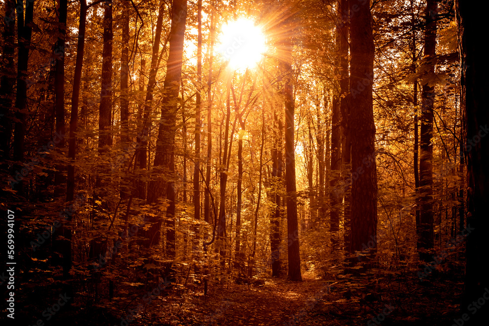 Obraz premium Autumn landscape, colorful autumn nature in nice sunny weather at sunset. Autumn oak forest.