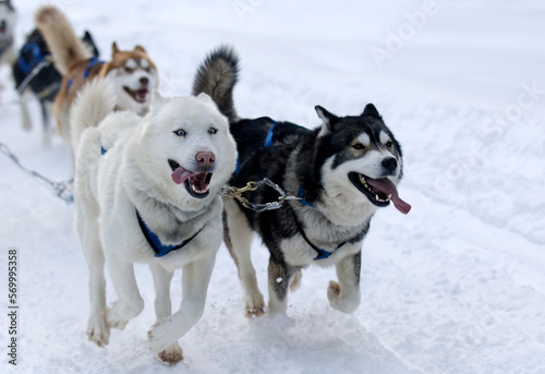 Purebred Dogs Push A Sled Through The Snow On A Sunny Winter Day © Grindstone Media Grp