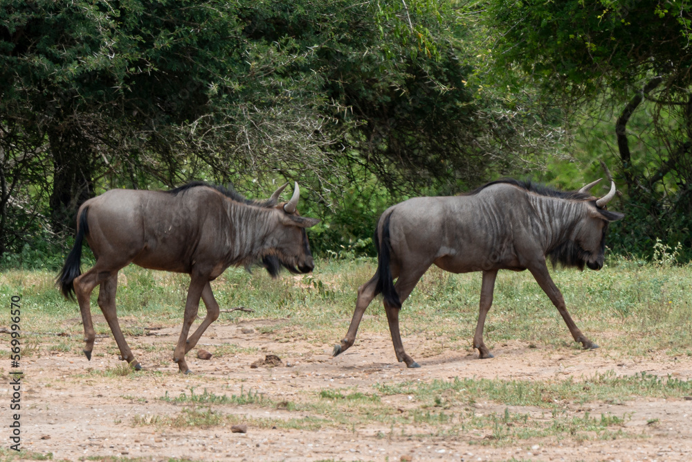 Gnou à queue noire, Connochaetes taurinus, Parc national Kruger, Afrique du Sud Gnou à queue noire, Connochaetes taurinus, Parc national Kruger, Afrique du Sud