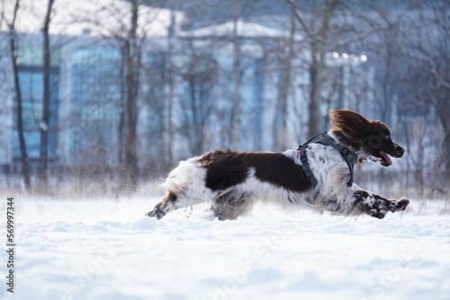 Fototapeta Naklejka Na Ścianę i Meble -  English Sprinter Spaniel dog running in the snow