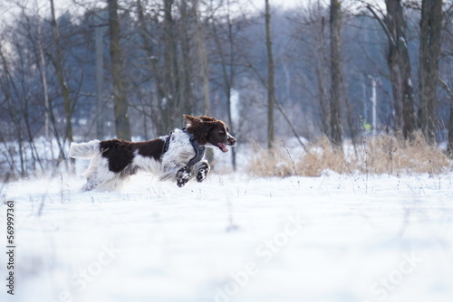 English Sprinter Spaniel dog running in the snow © Руслан Агаев